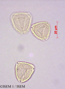 ISEM 1/Amomyrtus_luma_28568/Amomyrtus_luma_28568_0001(copy)_thumb.jpg